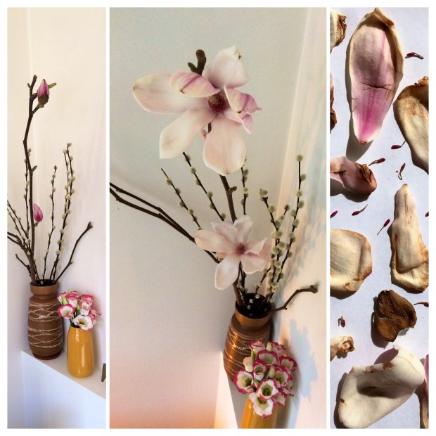 Magnolia, you sweet thing.JPG